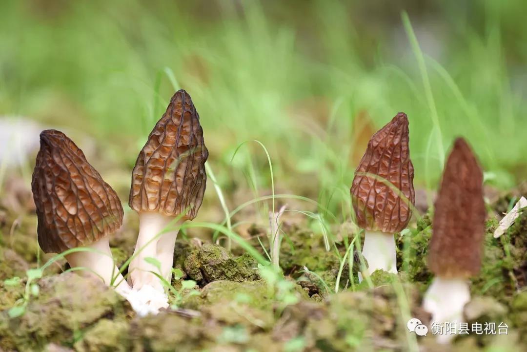 湖南金芙農(nóng)業(yè)科技有限公司,湖南蛹蟲草,湖南羊肚菌,蛹蟲草,羊肚菌,龍新,蟲草酒哪里好,衡陽食用菌,衡陽羊肚菌,衡陽蛹蟲草