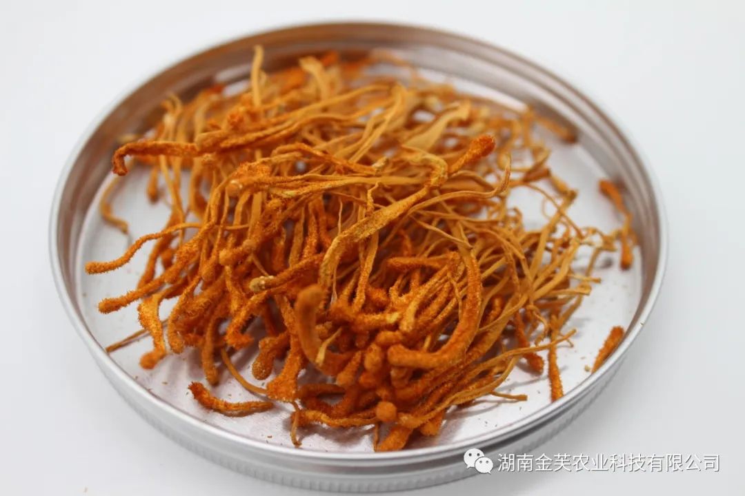 湖南金芙農(nóng)業(yè)科技有限公司,湖南蛹蟲草,湖南羊肚菌,蛹蟲草,羊肚菌,龍新,蟲草酒哪里好,衡陽(yáng)食用菌,衡陽(yáng)羊肚菌,衡陽(yáng)蛹蟲草